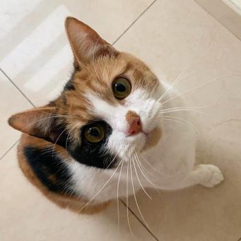 Calico