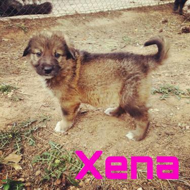 Xena